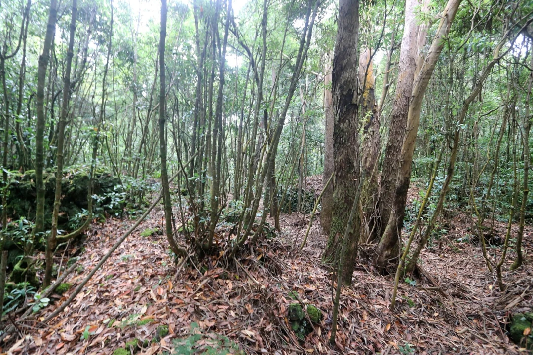 Terreno Agricola ou Rústico para Venda em Lagoa (Nossa Senhora do Rosario) Foto 8