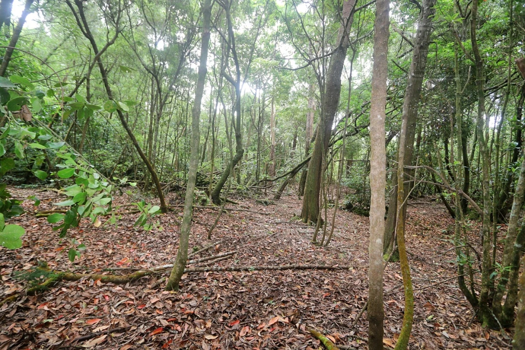 Terreno Agricola ou Rústico para Venda em Lagoa (Nossa Senhora do Rosario) Foto 11