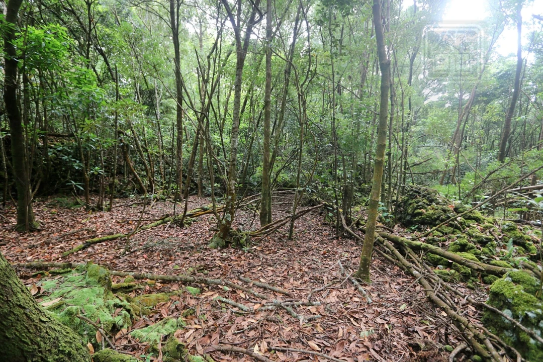 Terreno Agricola ou Rústico para Venda em Lagoa (Nossa Senhora do Rosario) Foto 12