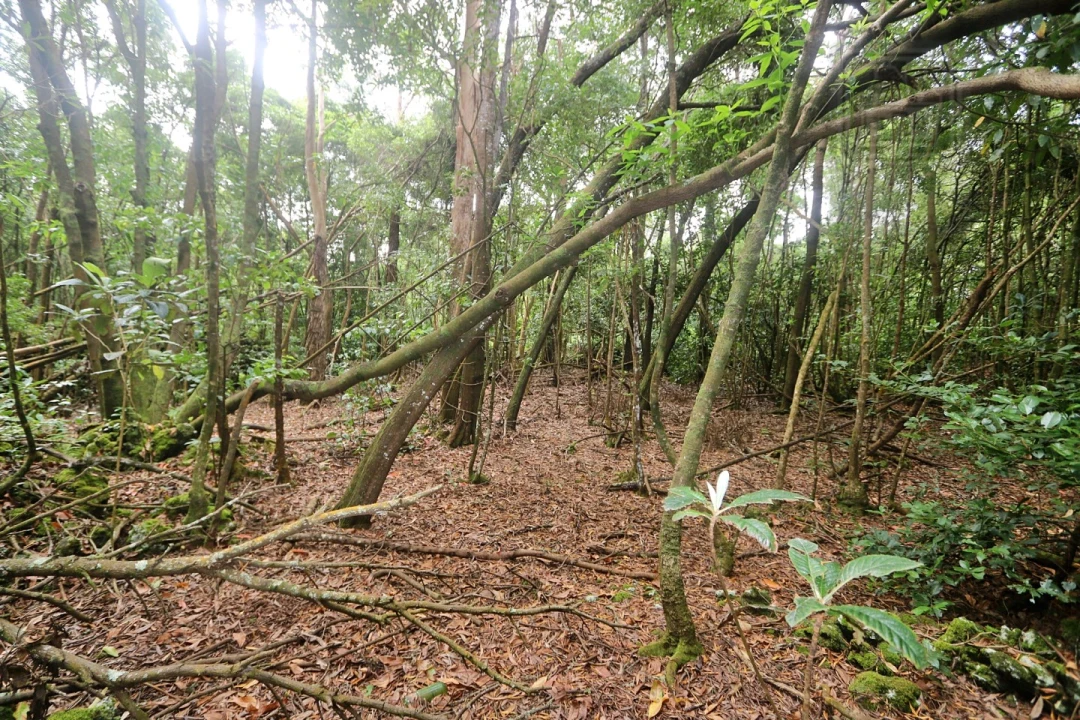 Terreno Agricola ou Rústico para Venda em Lagoa (Nossa Senhora do Rosario) Foto 13