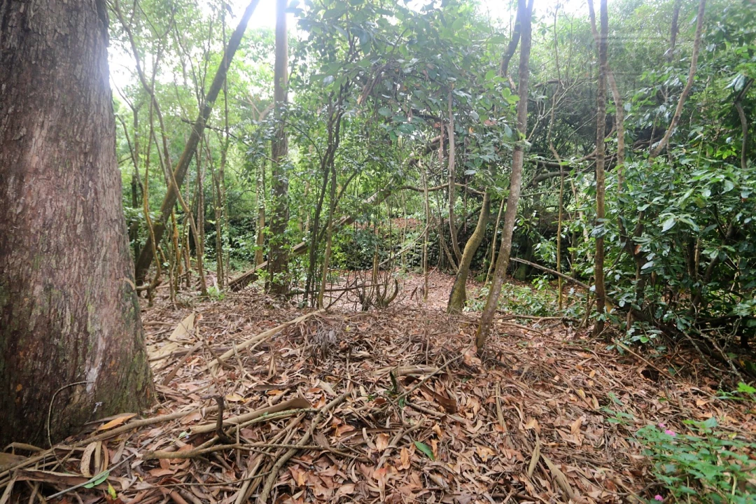 Terreno Agricola ou Rústico para Venda em Lagoa (Nossa Senhora do Rosario) Foto 14