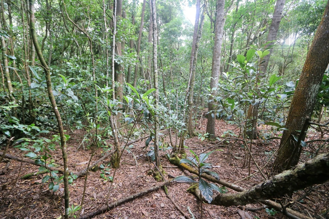 Terreno Agricola ou Rústico para Venda em Lagoa (Nossa Senhora do Rosario) Foto 16