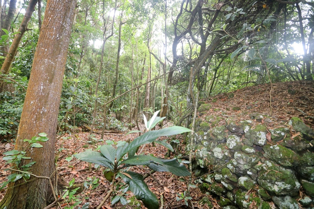 Terreno Agricola ou Rústico para Venda em Lagoa (Nossa Senhora do Rosario) Foto 20
