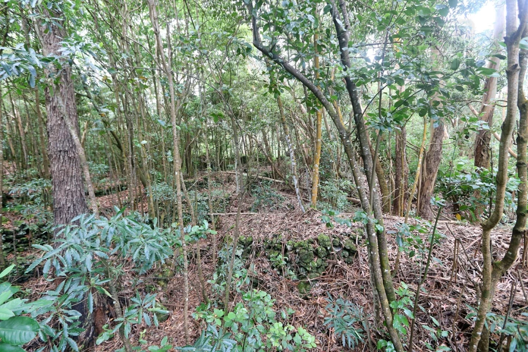 Terreno Agricola ou Rústico para Venda em Lagoa (Nossa Senhora do Rosario) Foto 25