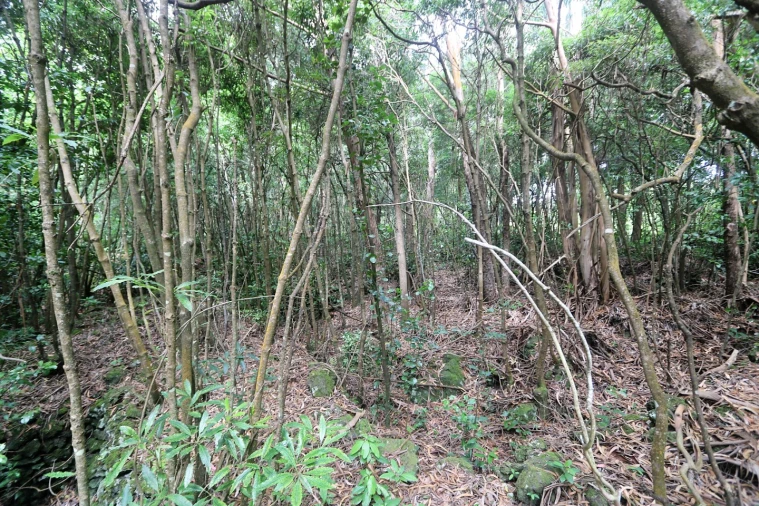 Terreno Agricola ou Rústico para Venda em Lagoa (Nossa Senhora do Rosario) Foto 6