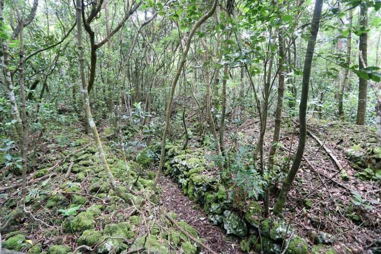 Terreno Agricola ou Rústico para Venda em Lagoa (Nossa Senhora do Rosario) Foto 18