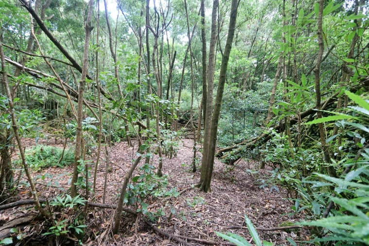 Terreno Agricola ou Rústico para Venda em Lagoa (Nossa Senhora do Rosario) Foto 23