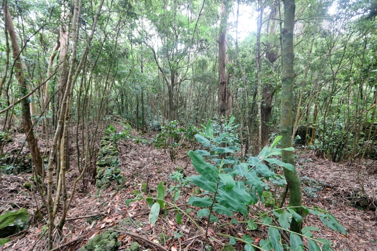 Terreno Agricola ou Rústico para Venda em Lagoa (Nossa Senhora do Rosario) Foto 24
