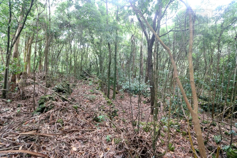 Terreno Agricola ou Rústico para Venda em Lagoa (Nossa Senhora do Rosario) Foto 26