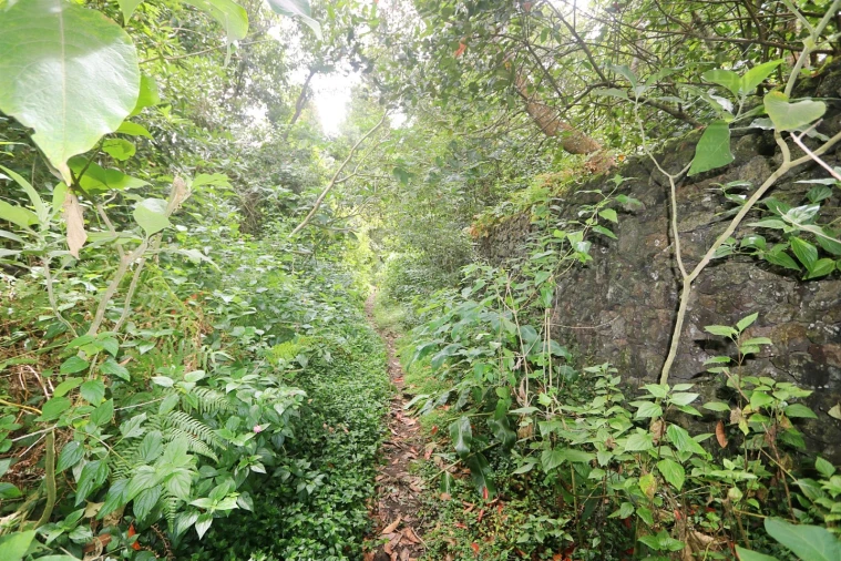 Terreno Agricola ou Rústico para Venda em Lagoa (Nossa Senhora do Rosario) Foto 29