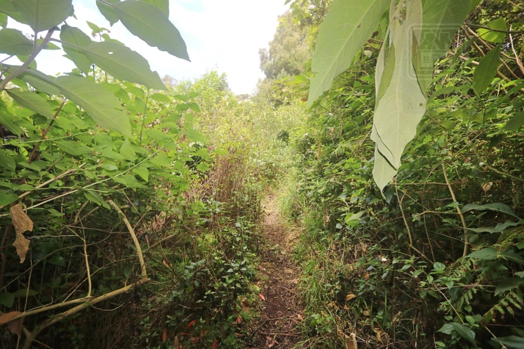 Terreno Agricola ou Rústico para Venda em Lagoa (Nossa Senhora do Rosario) Foto 31