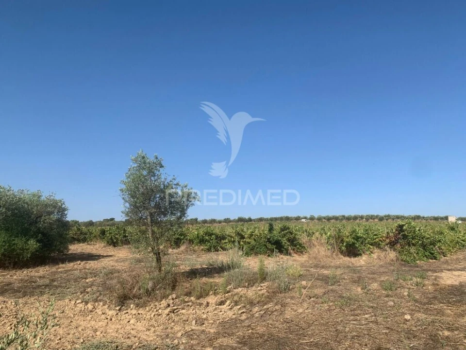 Terreno para Venda em Granja Foto 5