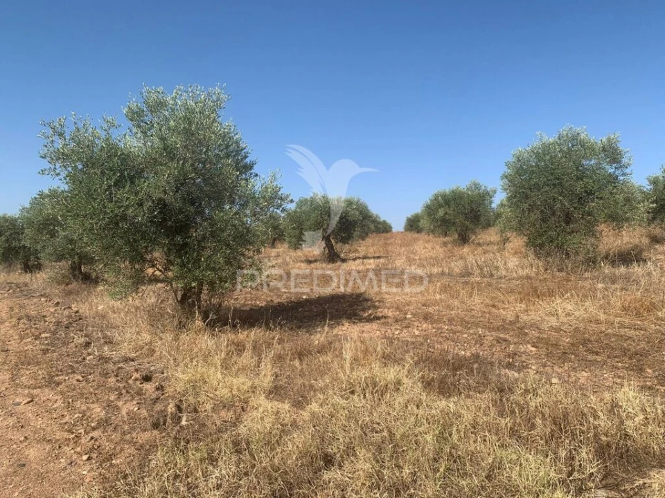 Terreno para Venda em Granja Foto 12
