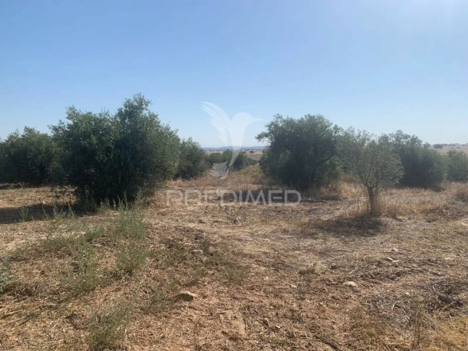 Terreno para Venda em Granja Foto 19