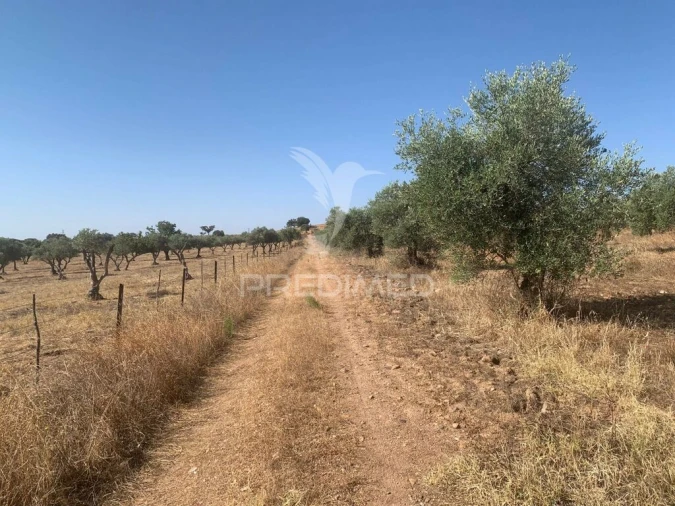 Terreno para Venda em Granja Foto 15