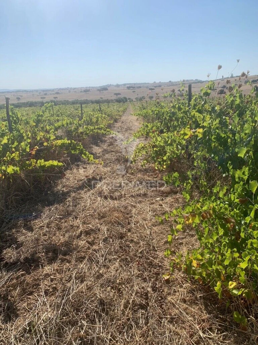 Terreno para Venda em Granja Foto 10