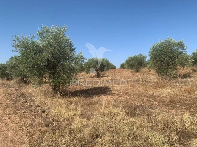 Terreno para Venda em Granja Foto 12
