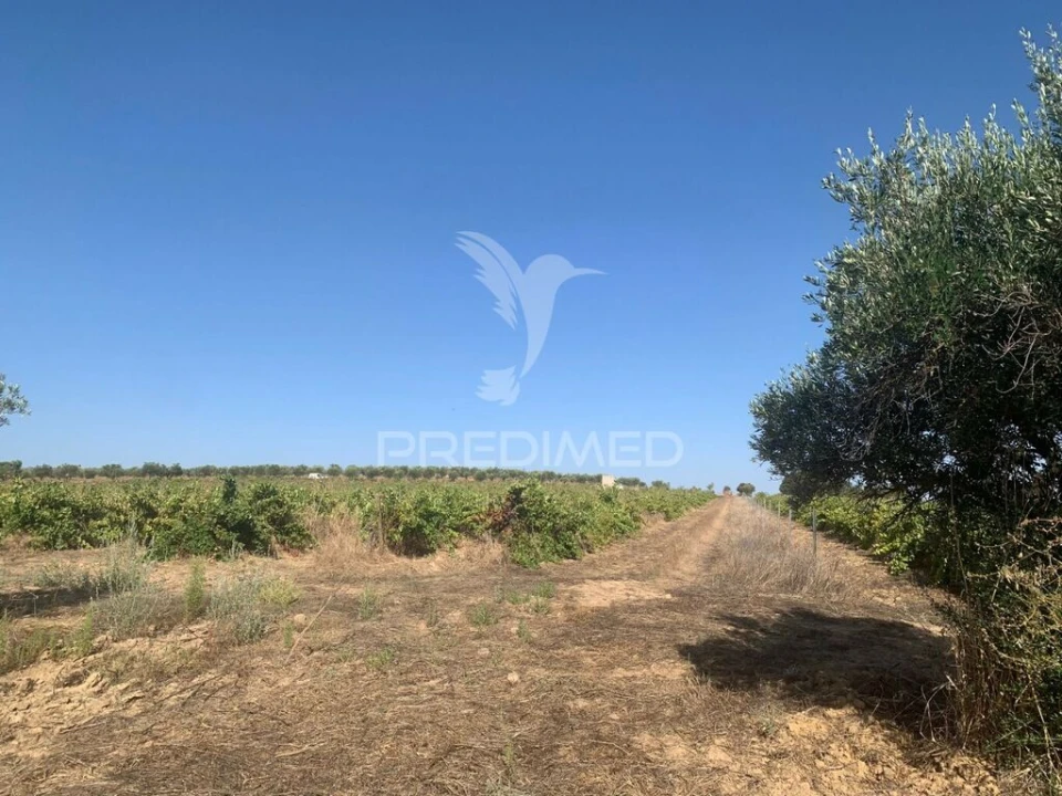 Terreno para Venda em Granja Foto 11