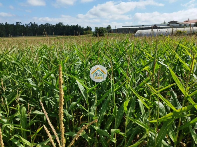 Terreno para Venda em Silveiros e Rio Covo (Santa Eulália) Foto 8