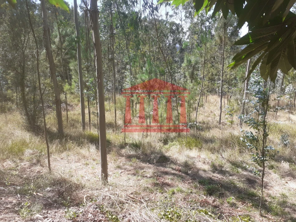 Terreno para Venda em Panque Foto 9