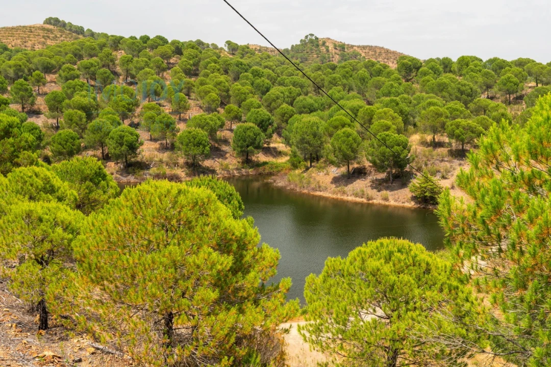 Quinta T17 para Venda em Silves Foto 67