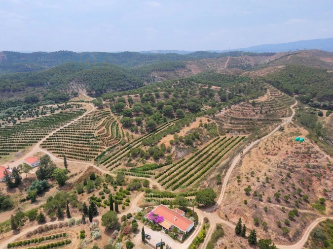 Quinta T17 para Venda em Silves Foto 61
