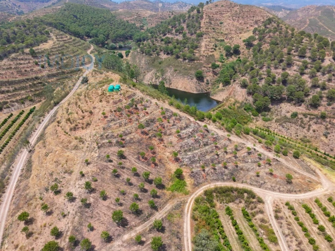 Quinta T17 para Venda em Silves Foto 62