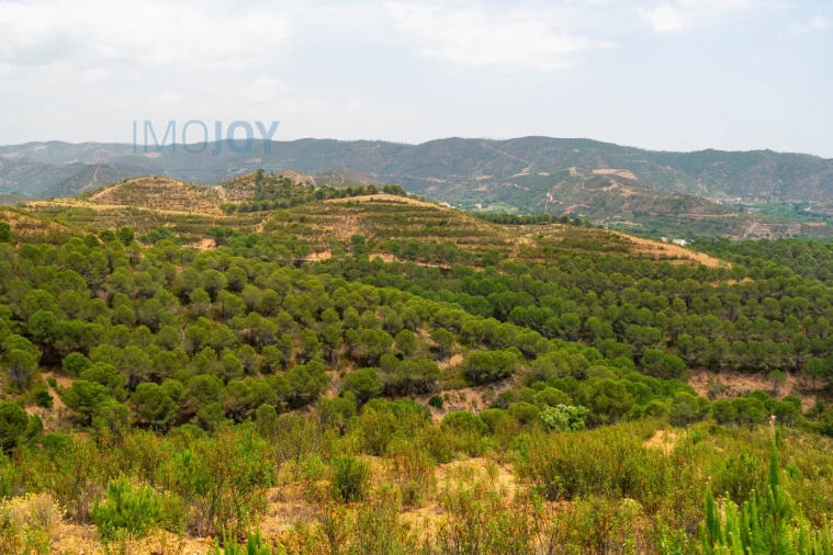 Quinta T17 para Venda em Silves Foto 75