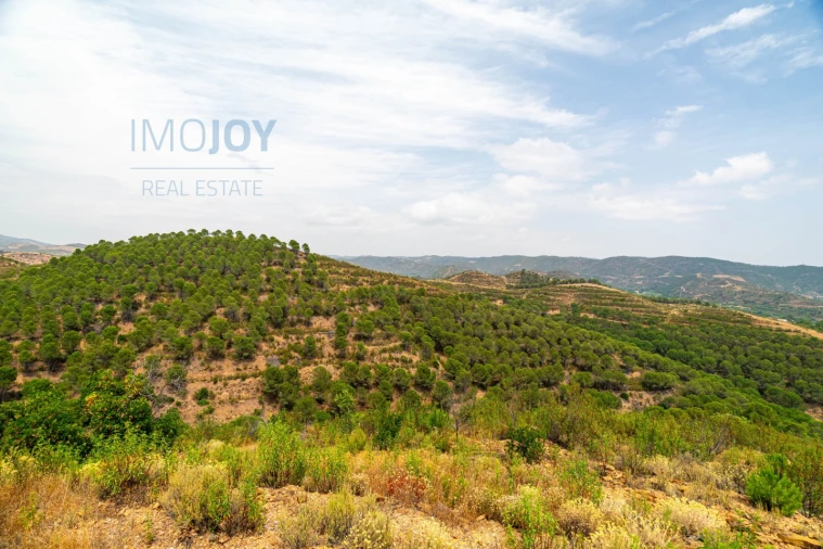 Quinta T17 para Venda em Silves Foto 76