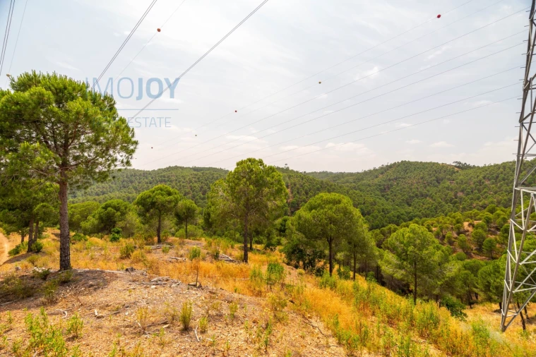 Quinta T17 para Venda em Silves Foto 77