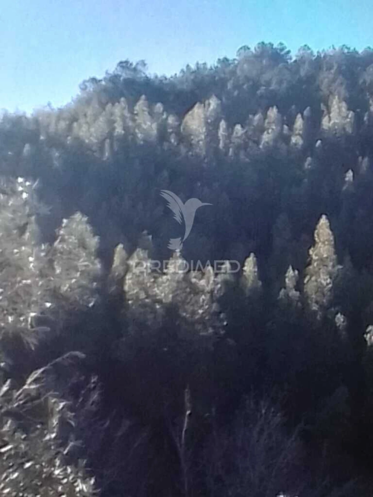 Terreno para Venda em Sé e São Lourenço Foto 1
