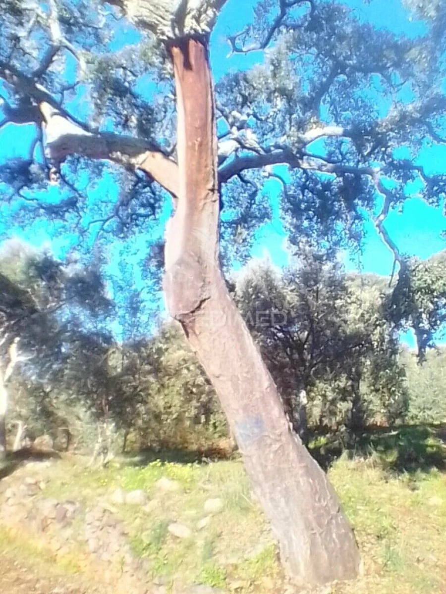 Terreno para Venda em Sé e São Lourenço Foto 4