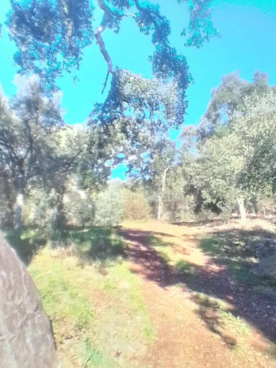 Terreno para Venda em Sé e São Lourenço Foto 3