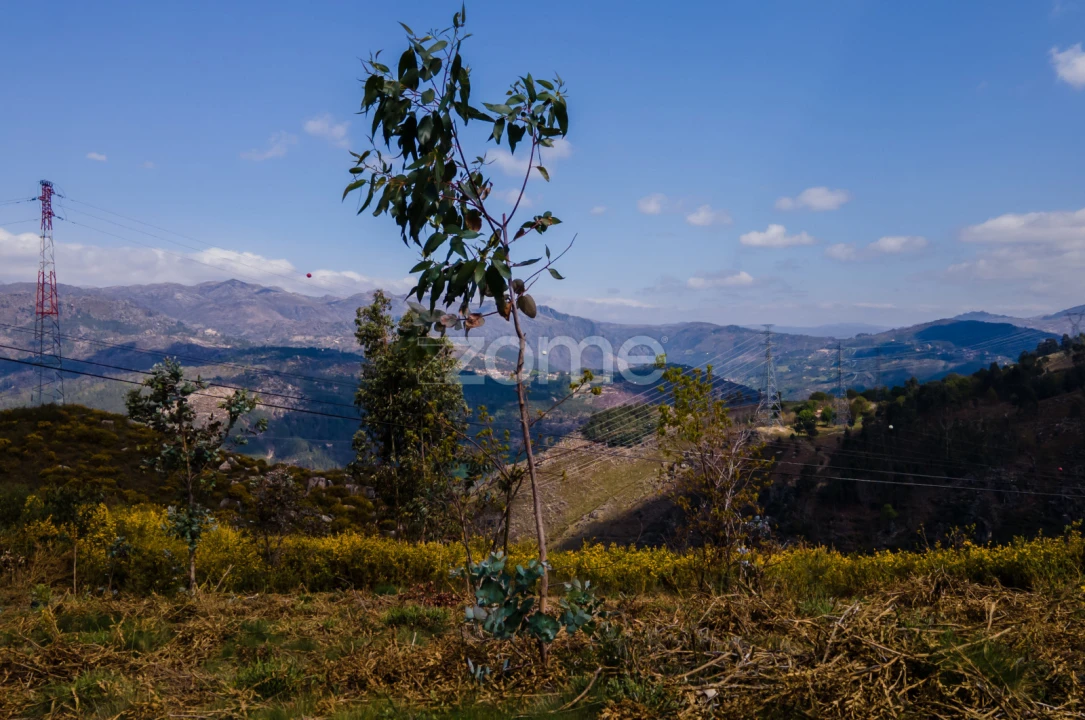 Terreno para Venda em Ruivães e Campos Foto 11