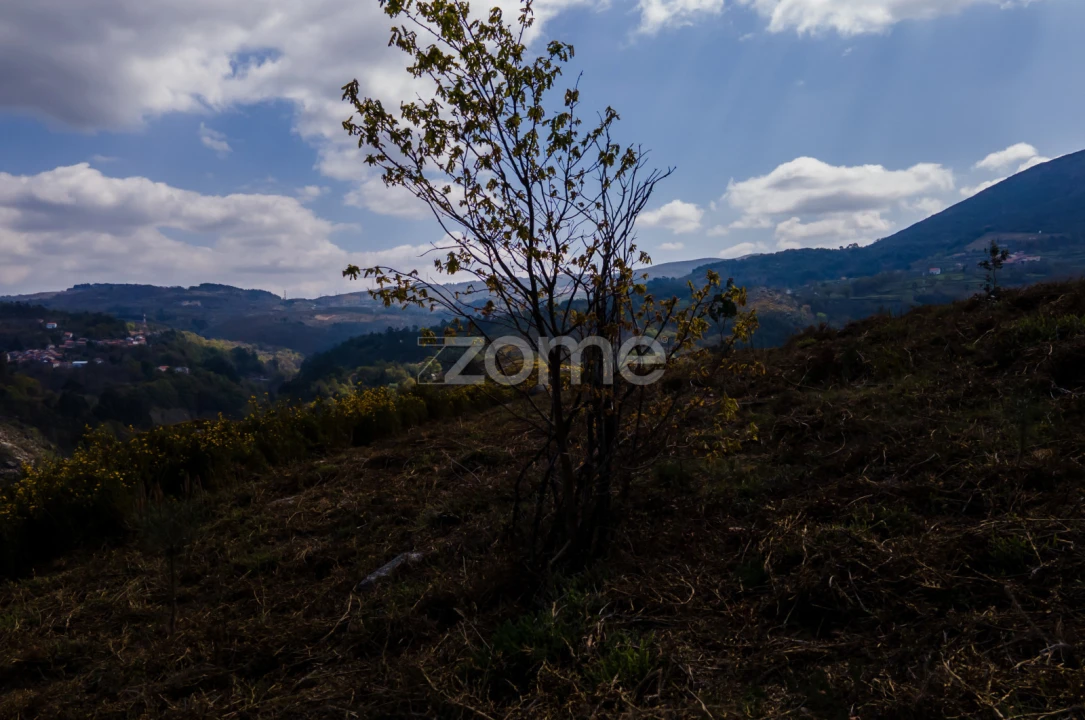 Terreno para Venda em Ruivães e Campos Foto 14