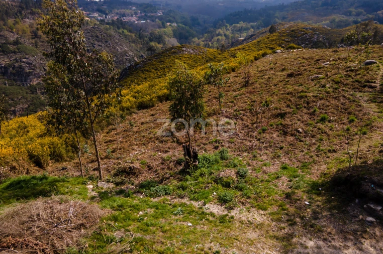 Terreno para Venda em Ruivães e Campos Foto 2