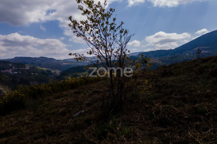 Terreno para Venda em Ruivães e Campos Foto 14