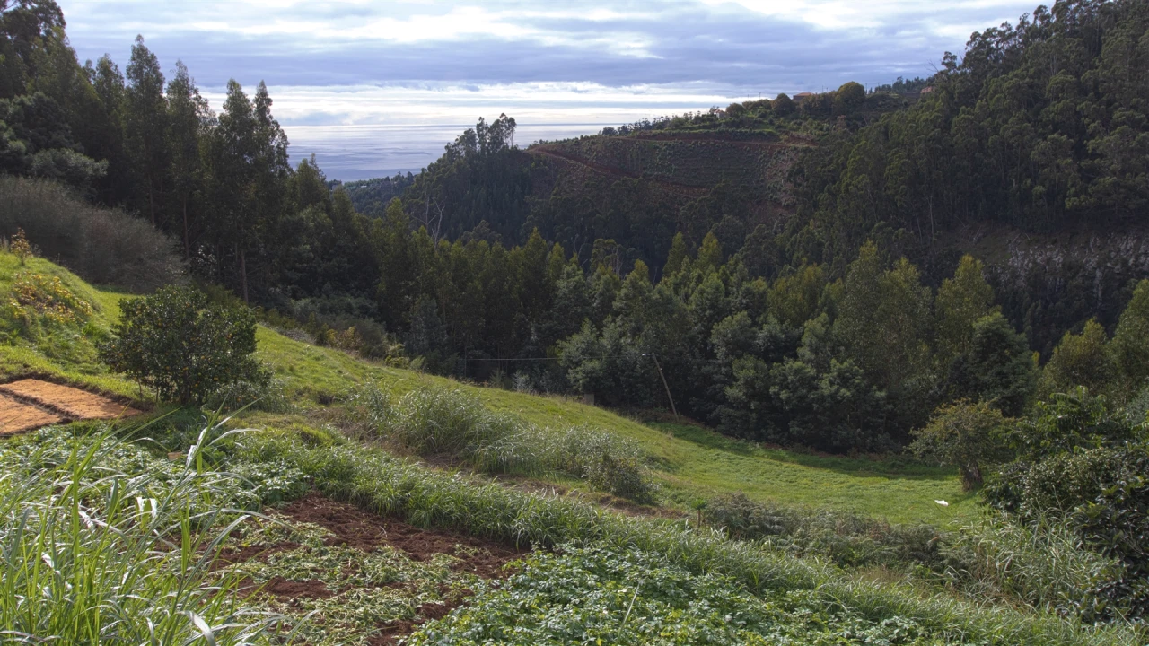 Terreno Agricola ou Rústico para Venda em Santa Cruz Foto 2
