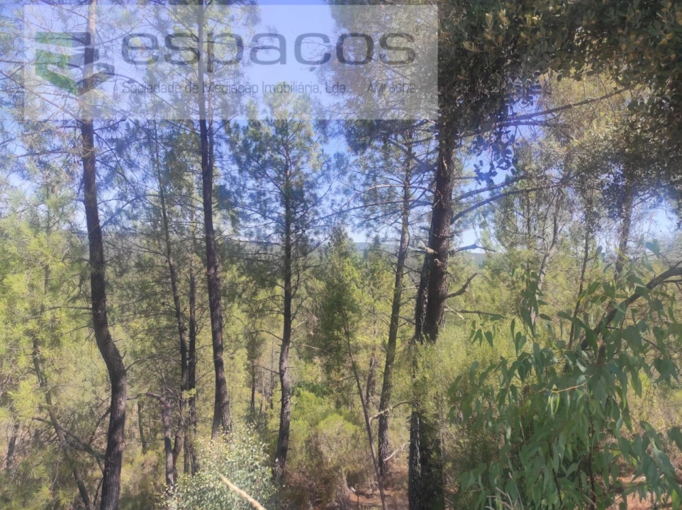 Terreno Agricola ou Rústico para Venda em Castelo Branco Foto 8