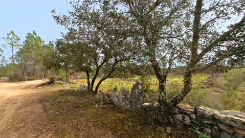 Terreno para Venda em Sarzedas