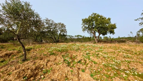 Terreno para Venda em Sarzedas