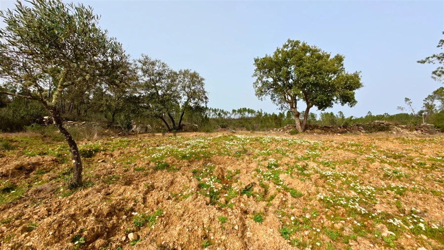 Terreno para Venda em Sarzedas Foto 10