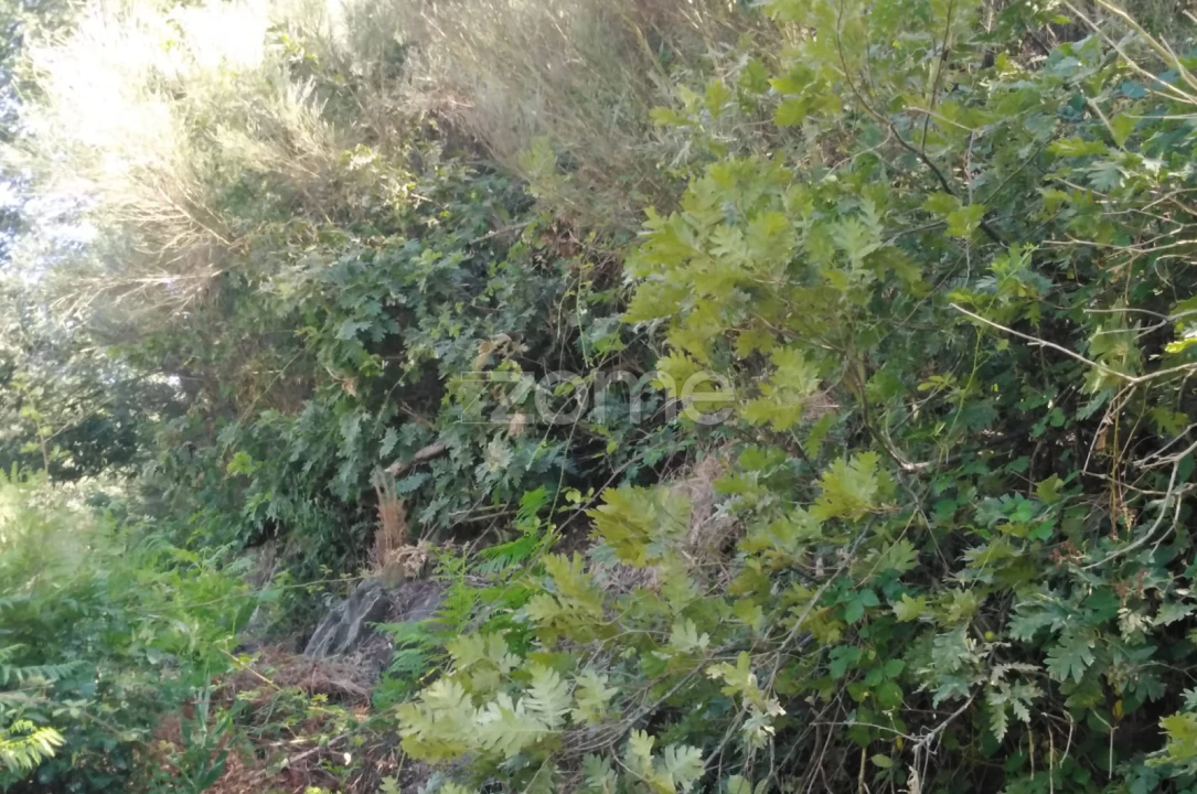 Terreno para Venda em Sameice e Santa Eulália Foto 3