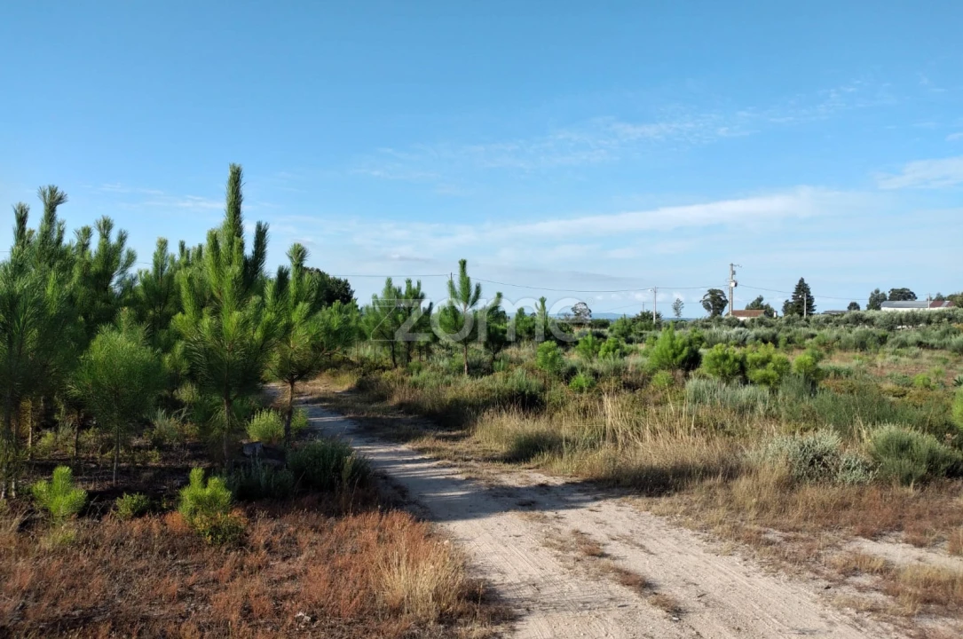 Terreno para Venda em Lagares Foto 3