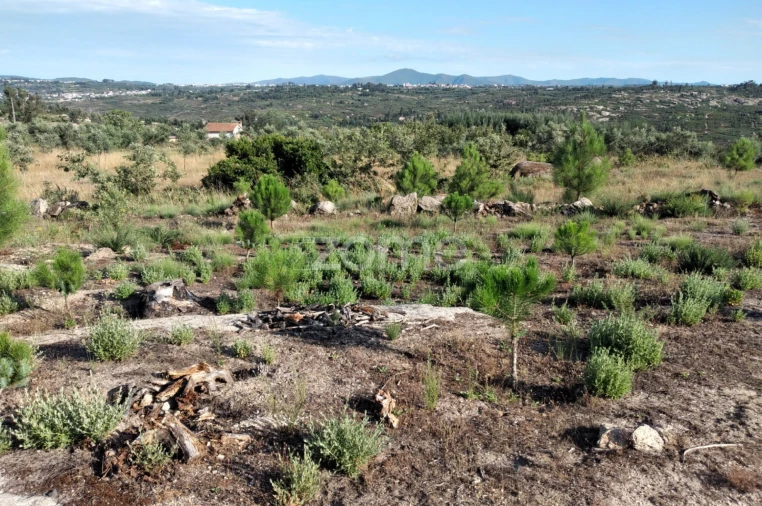 Terreno para Venda em Lagares Foto 8