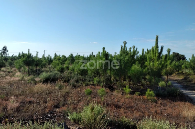 Terreno para Venda em Lagares Foto 4