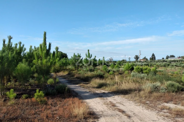 Terreno para Venda em Lagares Foto 3
