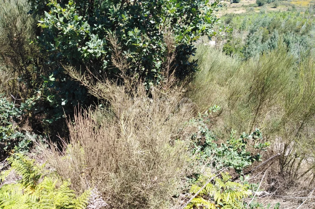 Terreno para Venda em Travanca de Lagos Foto 10