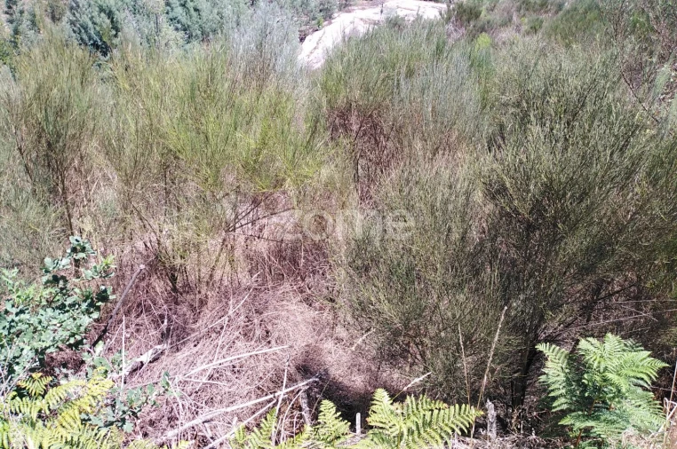Terreno para Venda em Travanca de Lagos Foto 8