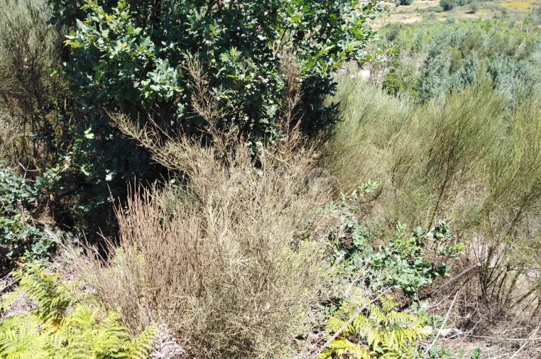 Terreno para Venda em Travanca de Lagos Foto 10